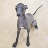 イタリアングレーハウンド