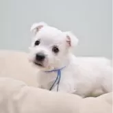 ウエストハイランドホワイトテリア