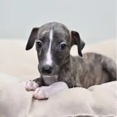ウィペット