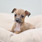 イタリアングレーハウンド