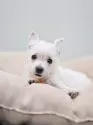 ウエストハイランドホワイトテリア【大阪府・女の子・2025年6月14日・ホワイト】の写真13