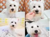 ウエストハイランドホワイトテリア【大阪府・女の子・2025年6月14日・ホワイト】の写真15「上 父親ケンシロウ  下 母親クリーム」