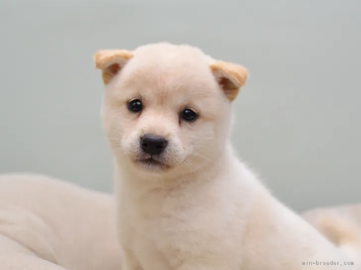 ID:1808-02208の子犬