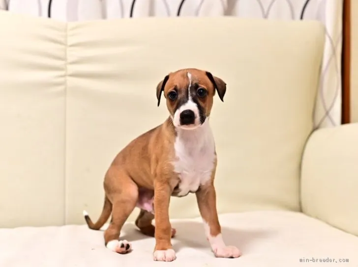 Y.T 様のお迎えした子犬