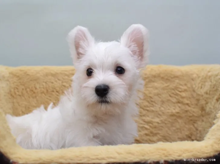 藤田 様のお迎えした子犬