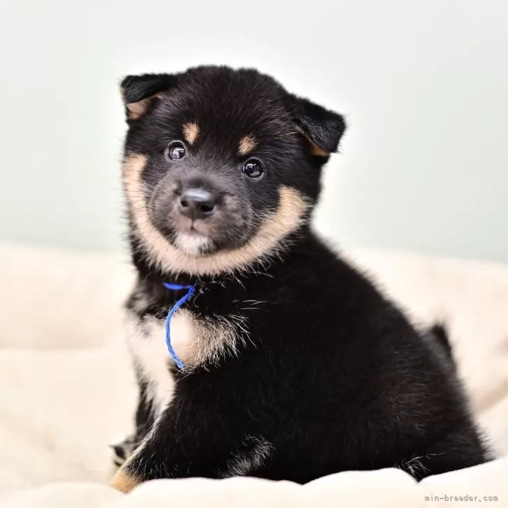 ID:2406-05626の子犬