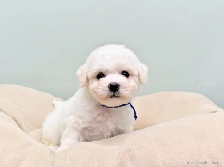 ID：2010-00456の子犬