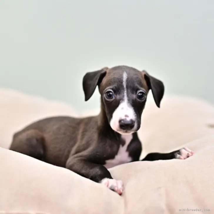 JJ 様のお迎えした子犬