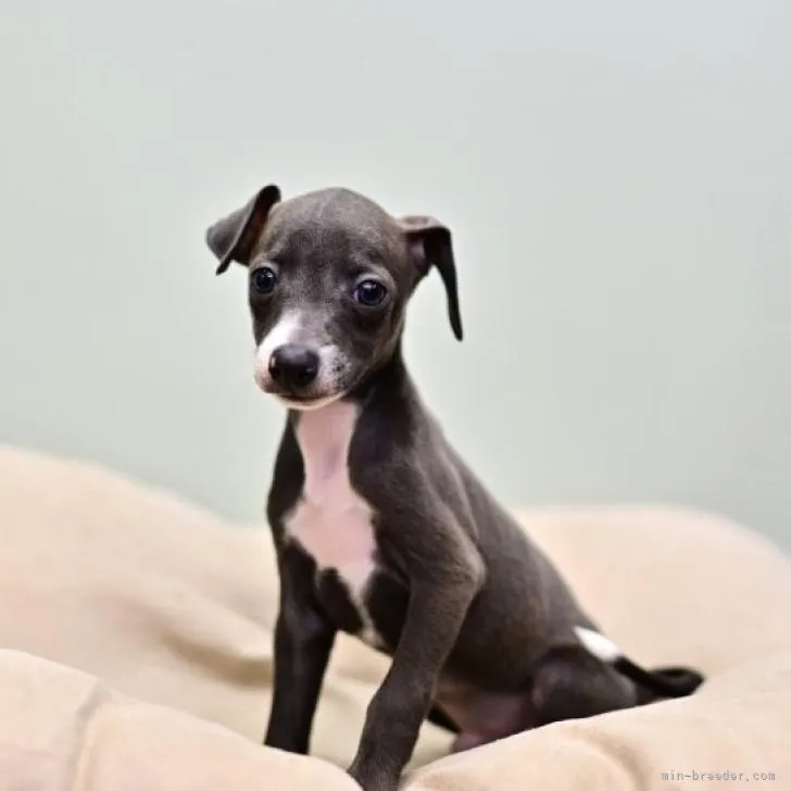 ID:2206-03882の子犬