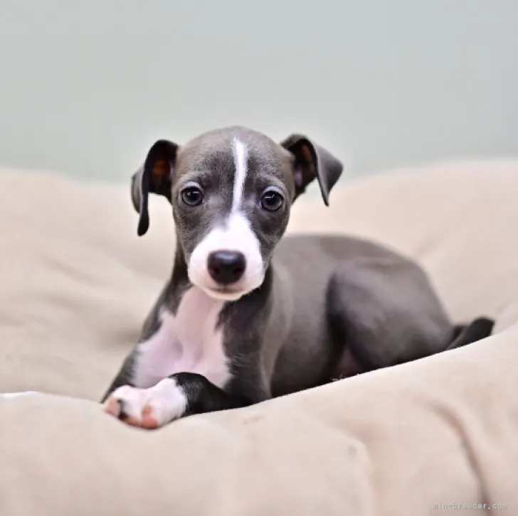 ID：2307-00335の子犬