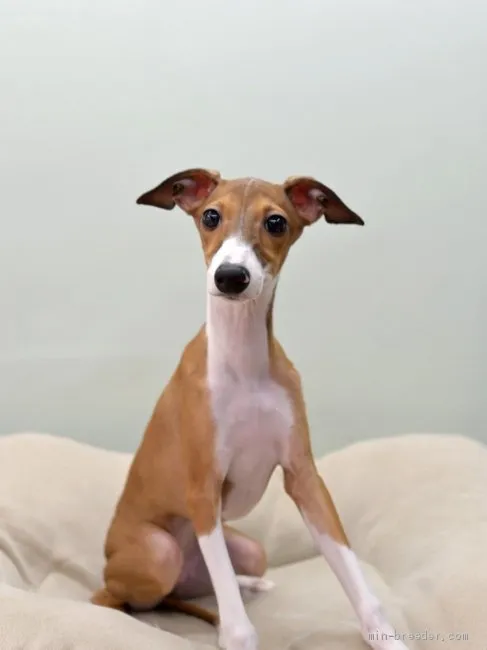 ID:1909-01760の子犬