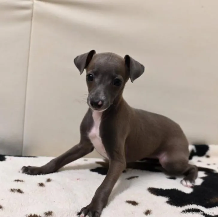 ID:2210-00638の子犬