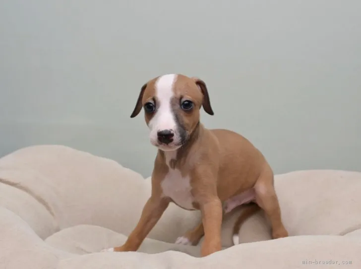 Y.M 様のお迎えした子犬