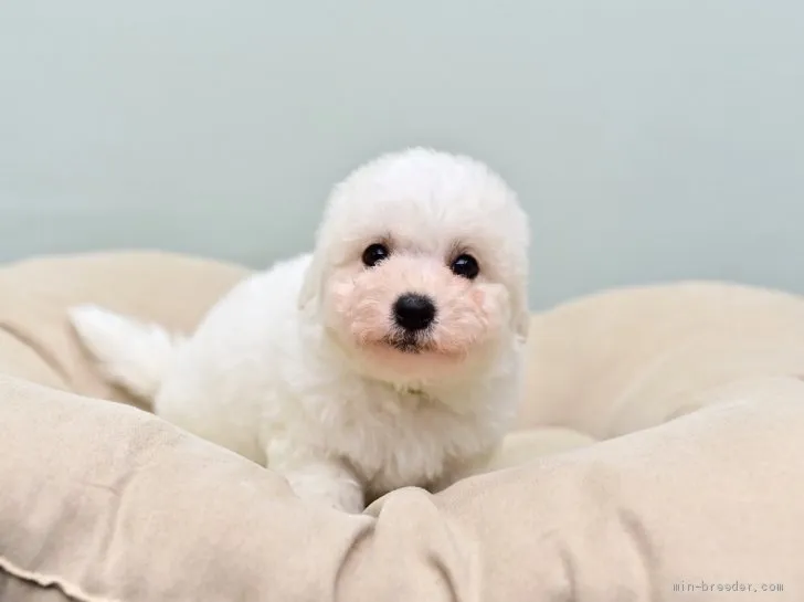 ID:2106-02864の子犬