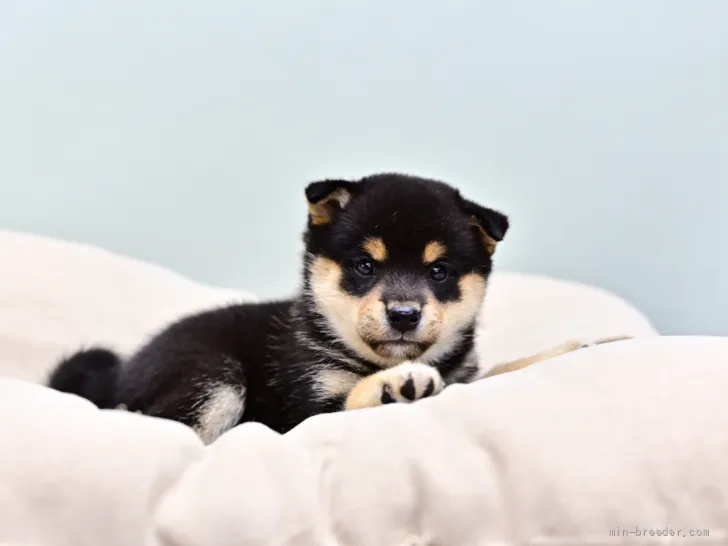 ID：2107-01979の子犬