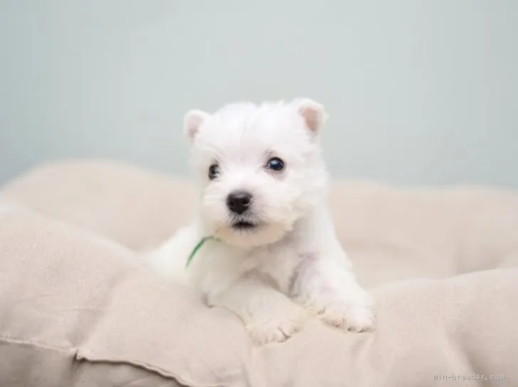 まゆみん 様のお迎えした子犬