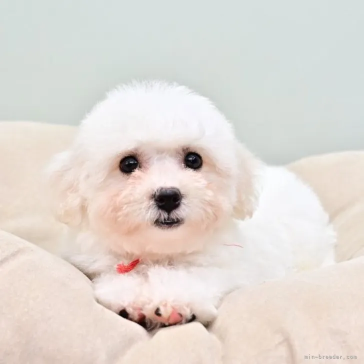 ID:2309-00365の子犬