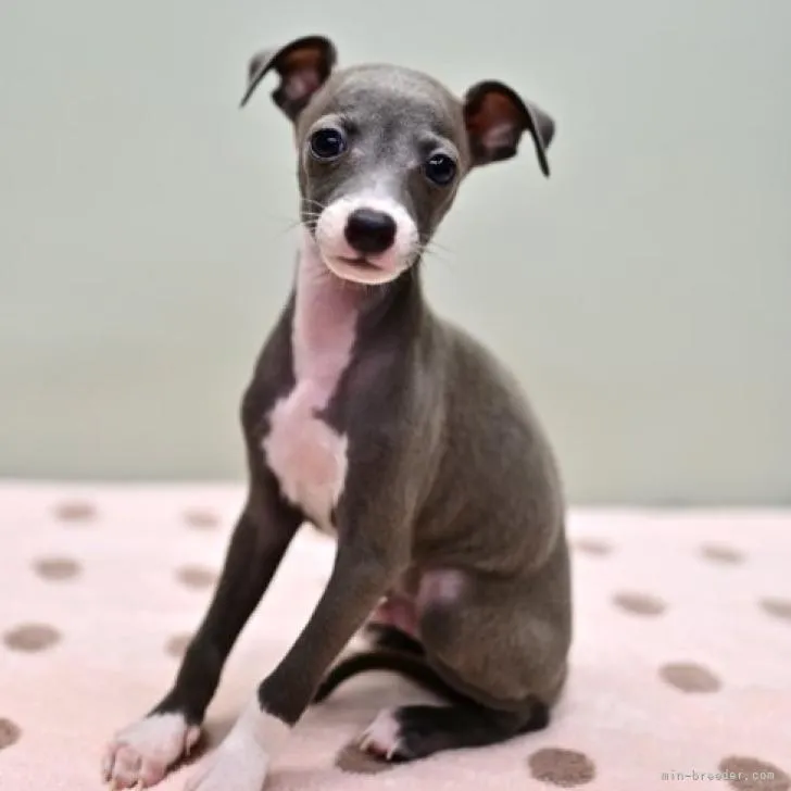 H.K 様のお迎えした子犬