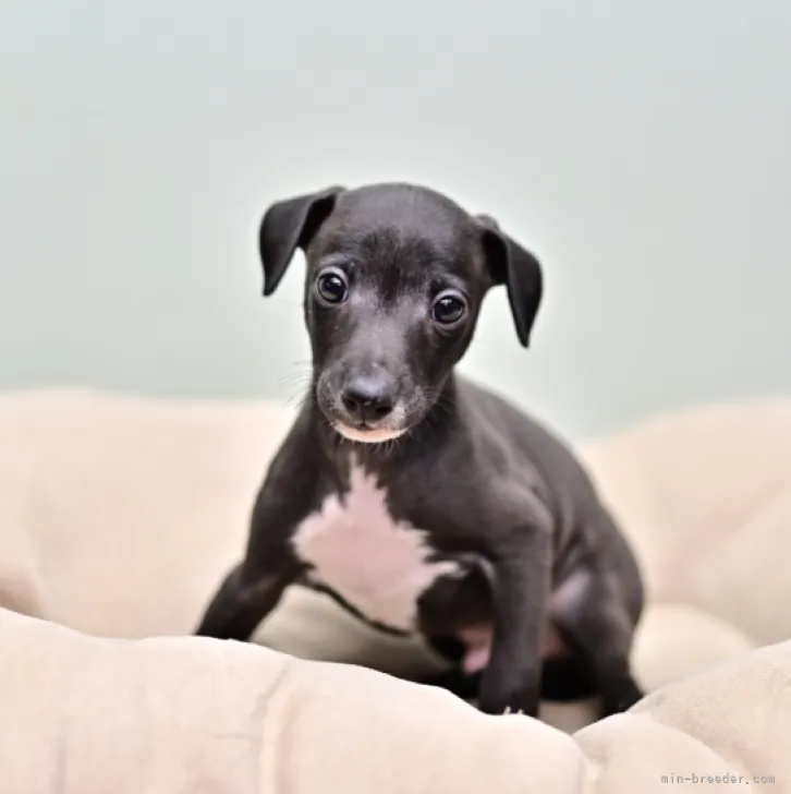 ID:2302-02842の子犬