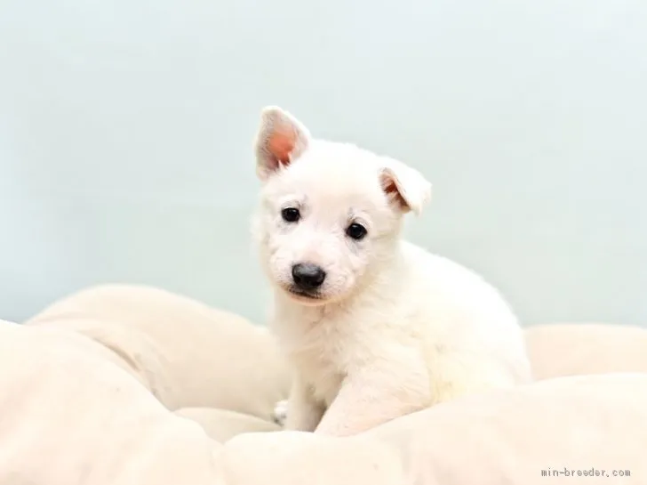マチュ 様のお迎えした子犬