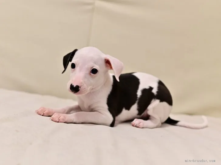 S.H 様のお迎えした子犬