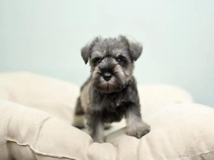 ID：1911-00790の子犬