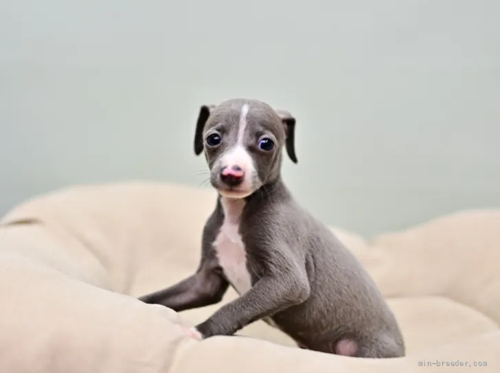 ID:2201-04529の子犬