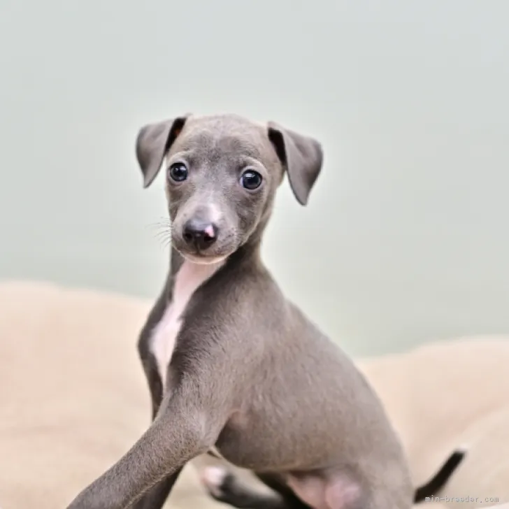 なあさん 様のお迎えした子犬