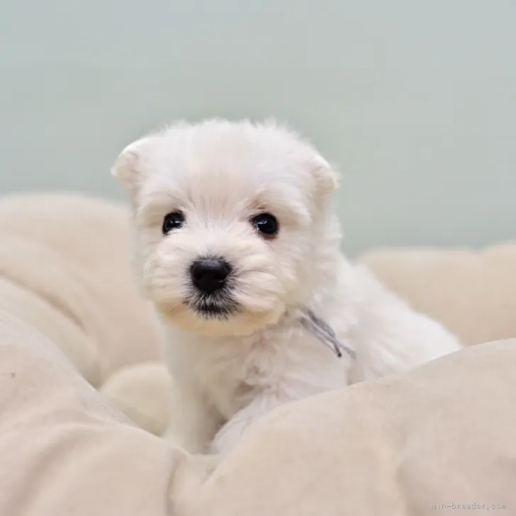 ID:2211-00587の子犬