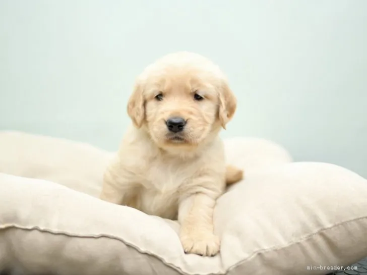 M.T 様のお迎えした子犬