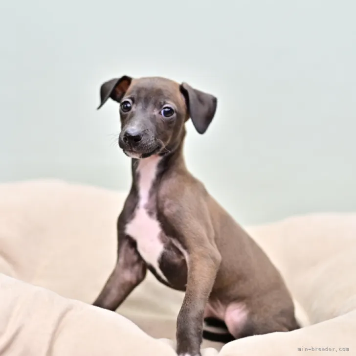 H.Ｉ 様のお迎えした子犬