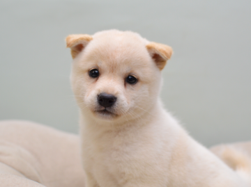 柴犬(豆柴)【大阪府・女の子・2018年7月16日・白】の写真「長女ちゃん」