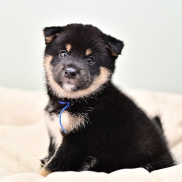 柴犬(豆柴)【大阪府・男の子・2024年5月17日・黒】の写真「青リボンくん」