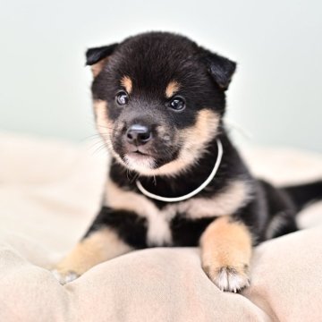 柴犬(豆柴)【大阪府・男の子・2024年5月17日・黒】の写真「白リボンくん」