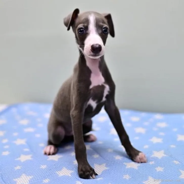 りいのあまま 様のお迎えした子犬