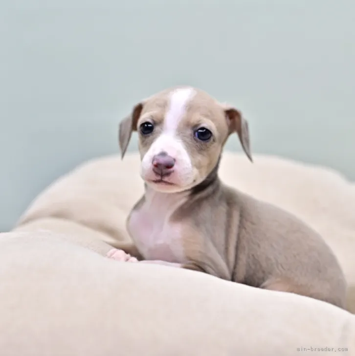 ID:2211-04050の子犬