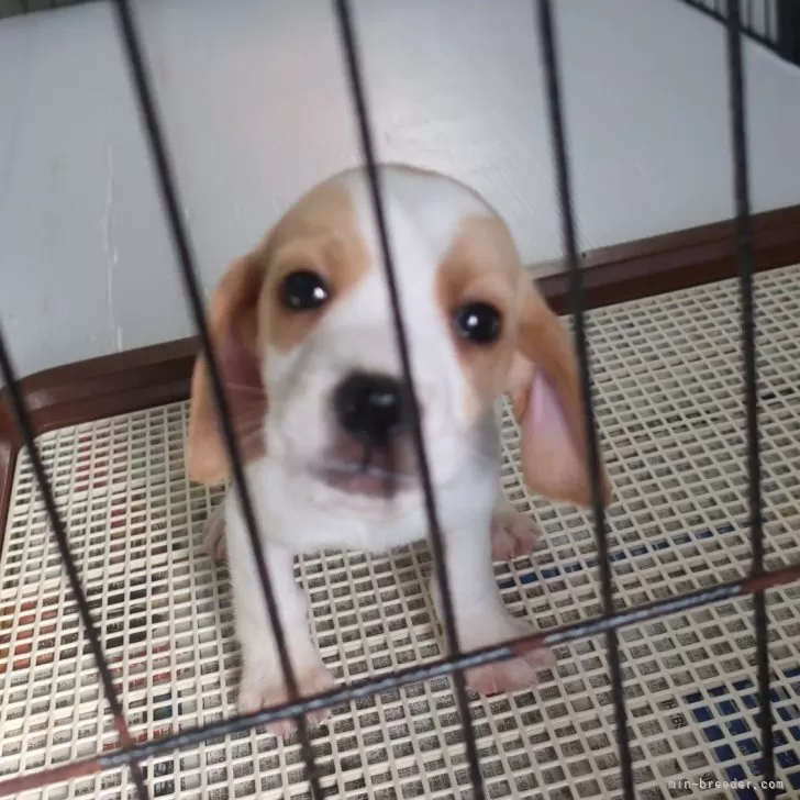 ID：2412-02274の子犬