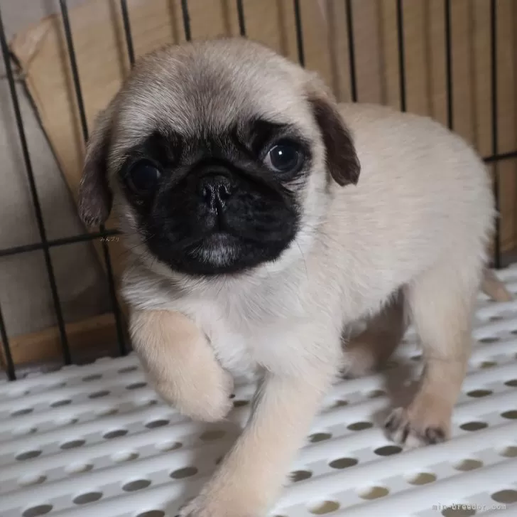 ID:2502-00841の子犬