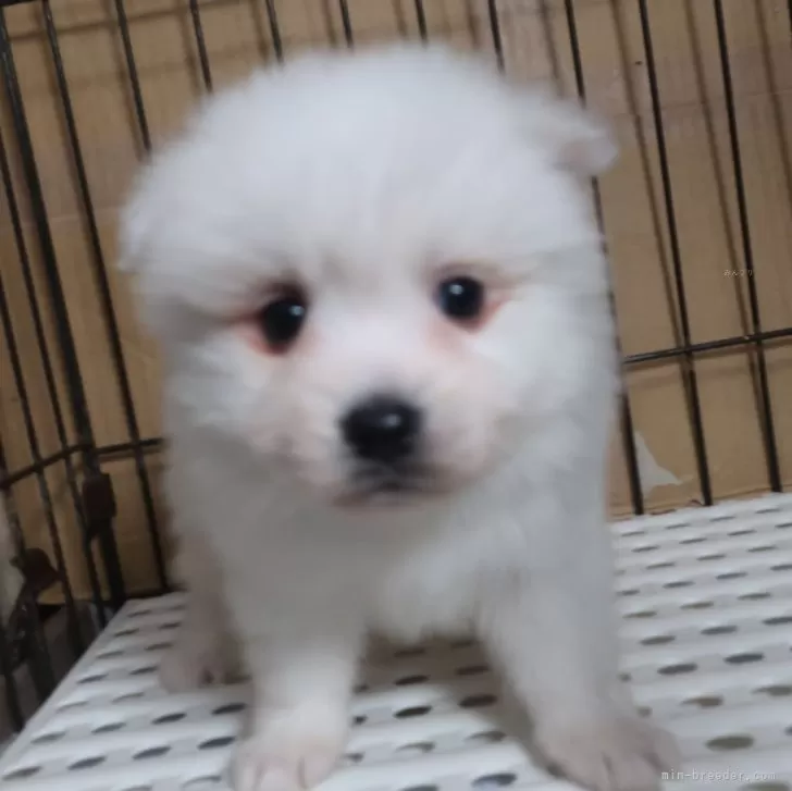 ID：2501-02708の子犬