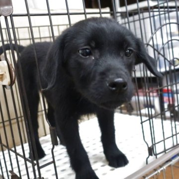 ラブラドールレトリバー【長崎県・男の子・2025年2月4日・ブラック】の写真「大型犬ですがとても小ぶりで可愛い男の子　」