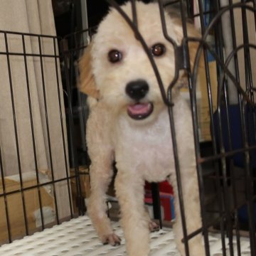 トイプードル(トイ)【長崎県・男の子・2025年7月3日・アプリコット】の写真「とても活発で毛量が多くもこもこです。　112」