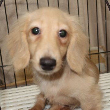 ミニチュアダックスフンド(ロング)【長崎県・女の子・2025年7月16日・イエロー】の写真「とても小ぶりで可愛いダックスです」