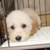 トイプードル(トイ)