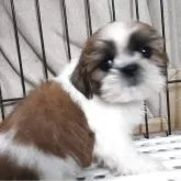 シーズー