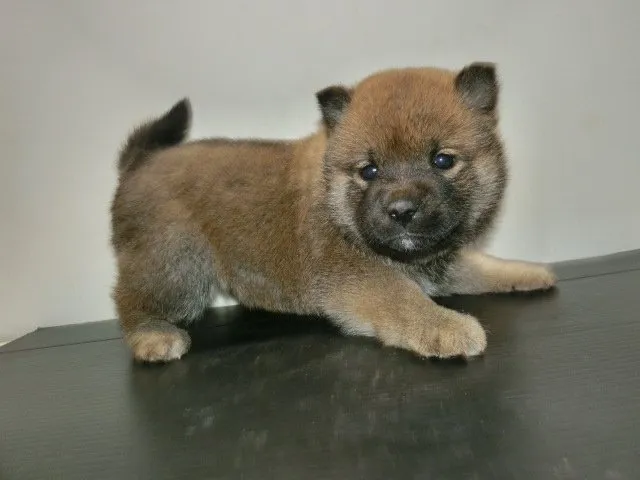 ID：1501-00609の子犬