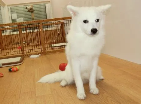 ID:1605-00468の子犬