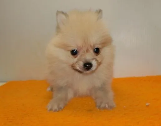 ID:1309-00306の子犬