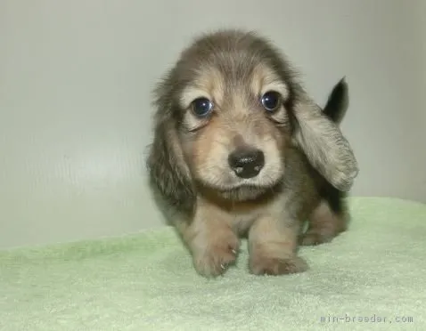 ID:1810-00044の子犬