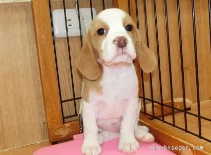 ID：1603-00032の子犬