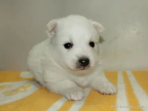 ID：1705-00643の子犬